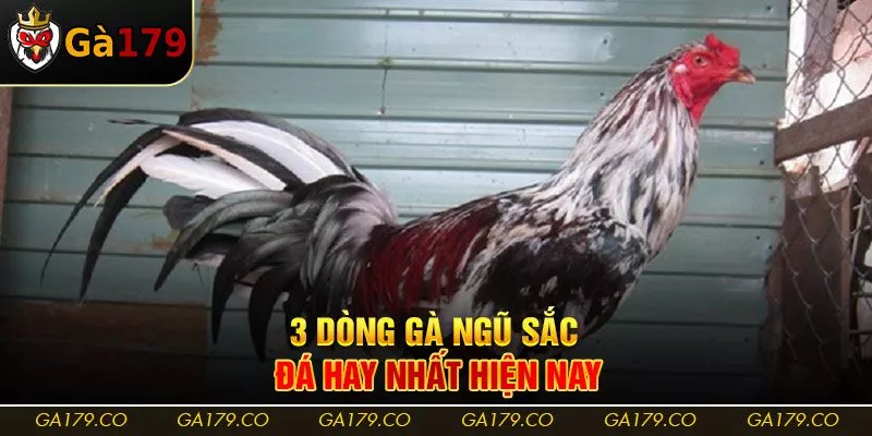 3 dòng gà ngũ sắc đá hay nhất hiện nay