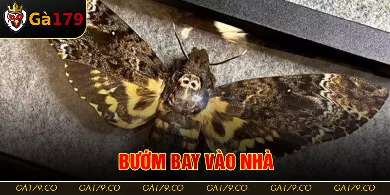 Bướm Bay Vào Nhà