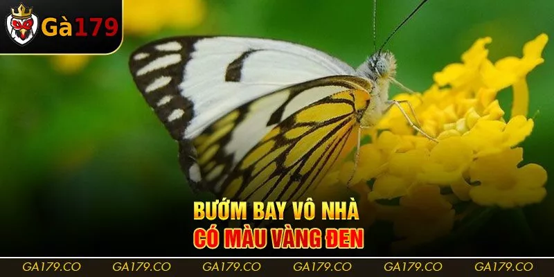 Bướm bay vô nhà có màu vàng đen