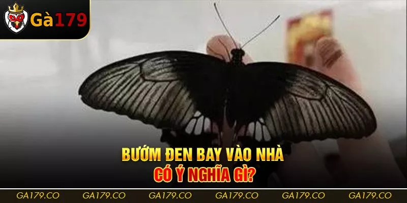Bướm đen bay vào nhà có ý nghĩa gì?