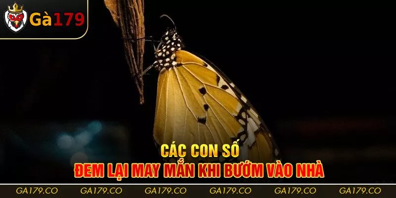 Các con số đem lại may mắn khi bướm vào nhà
