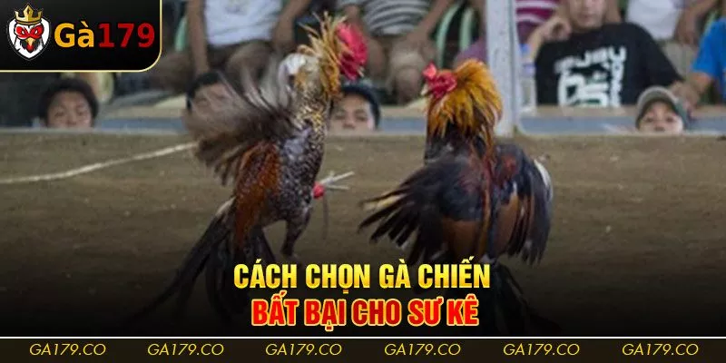Cách chọn gà chiến bất bại cho sư kê Cách chọn gà chiến bất bại cho sư kê