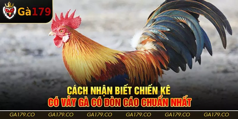 Cách nhận biết chiến kê có vảy gà có đòn cáo chuẩn nhất