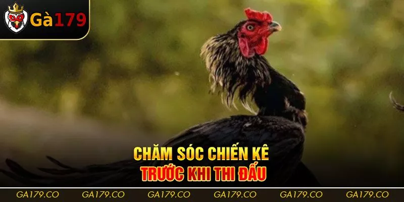 Chăm sóc chiến kê trước khi thi đấu Chăm sóc chiến kê trước khi thi đấu
