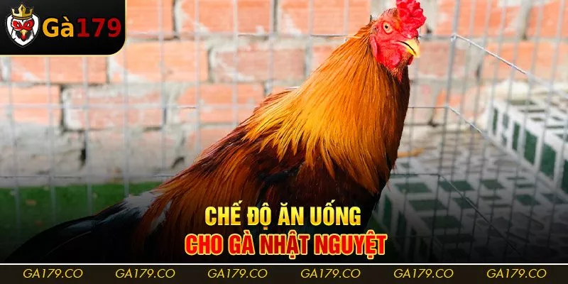 Chế độ ăn uống cho gà nhật nguyệt Chế độ ăn uống cho gà nhật nguyệt