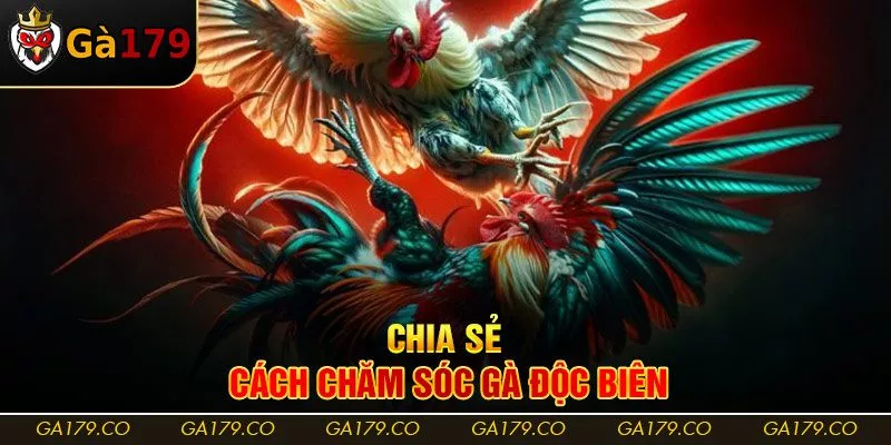 Chia sẻ cách chăm sóc gà độc biên Chia sẻ cách chăm sóc gà độc biên