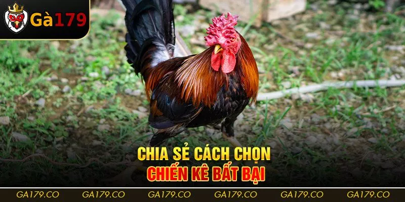 Chia sẻ cách chọn chiến kê bất bại