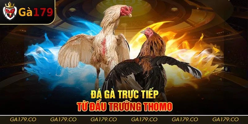 Đá gà trực tiếp từ đấu trường Thomo Đá gà trực tiếp từ đấu trường Thomo
