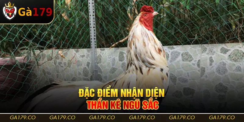 Đặc điểm nhận diện thần kê ngũ sắc