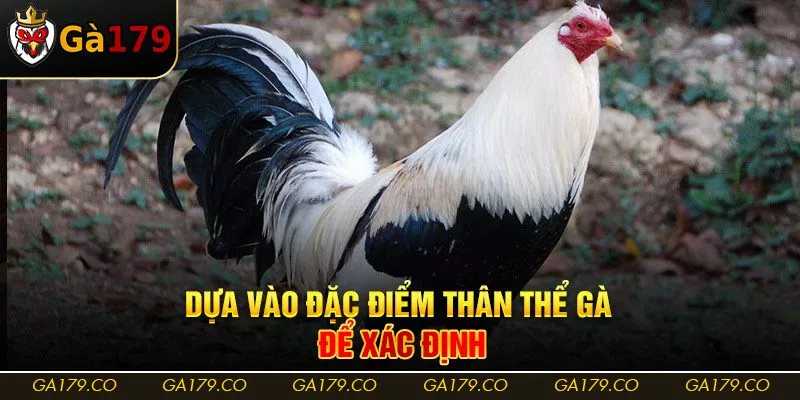 Dựa vào đặc điểm thân thể gà để xác định