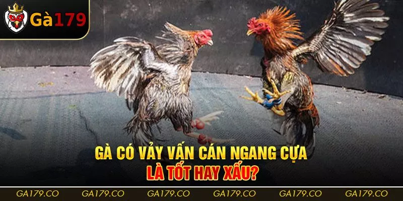 Gà có vảy vấn cán ngang cựa là tốt hay xấu? Gà có vảy vấn cán ngang cựa là tốt hay xấu?
