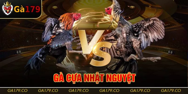 Gà Cựa Nhật Nguyệt