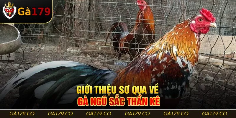 Giới thiệu sơ qua về gà ngũ sắc thần kê