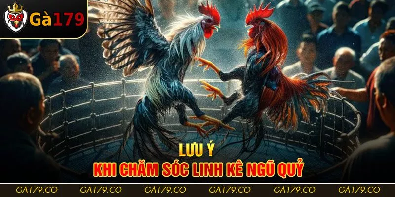 Lưu ý khi chăm sóc linh kê ngũ quỷ