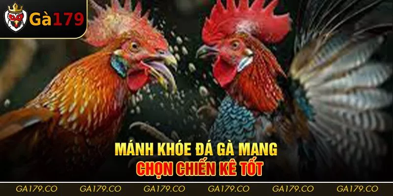 Mánh khóe đá gà mạng - Chọn chiến kê tốt