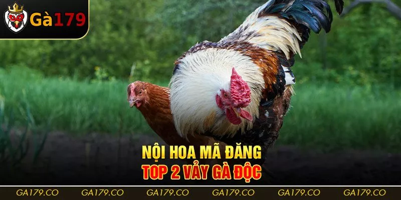 Nội Hoa Mã Đăng - Top 2 vảy gà độc