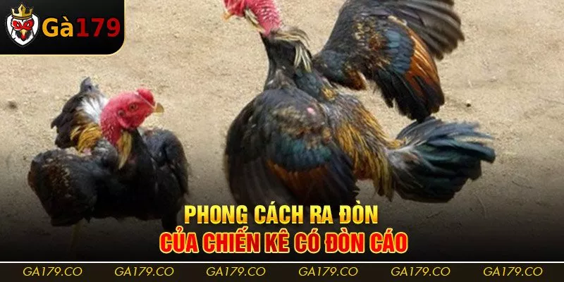 Phong cách ra đòn của chiến kê có đòn cáo