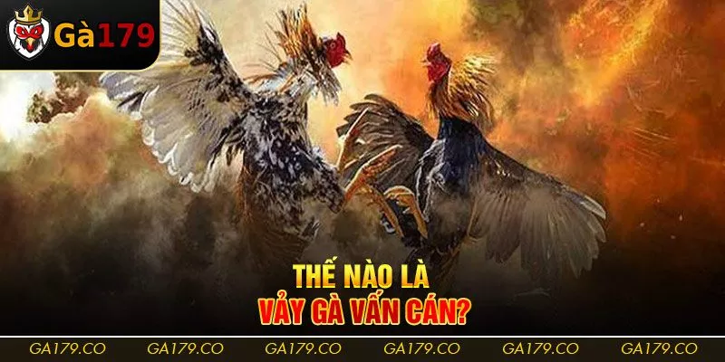 Thế nào là vảy gà vấn cán? Thế nào là vảy gà vấn cán?