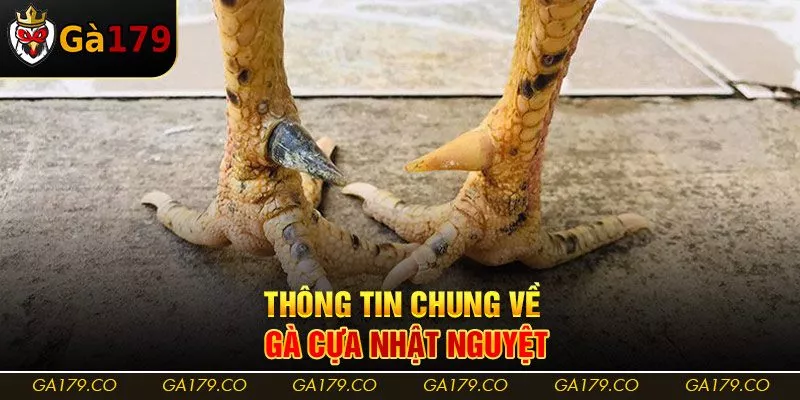 Thông tin chung về gà cựa nhật nguyệt Thông tin chung về gà cựa nhật nguyệt