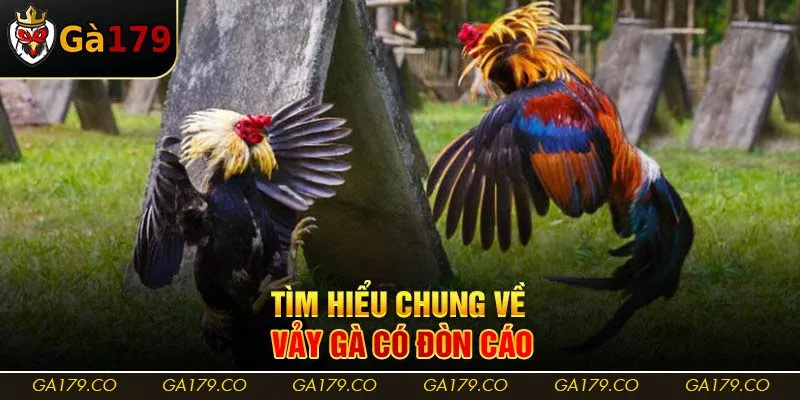 Tìm hiểu chung về vảy gà có đòn cáo