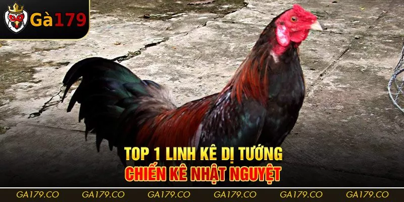 Top 1 linh kê dị tướng - chiến kê nhật nguyệt Top 1 linh kê dị tướng - chiến kê nhật nguyệt