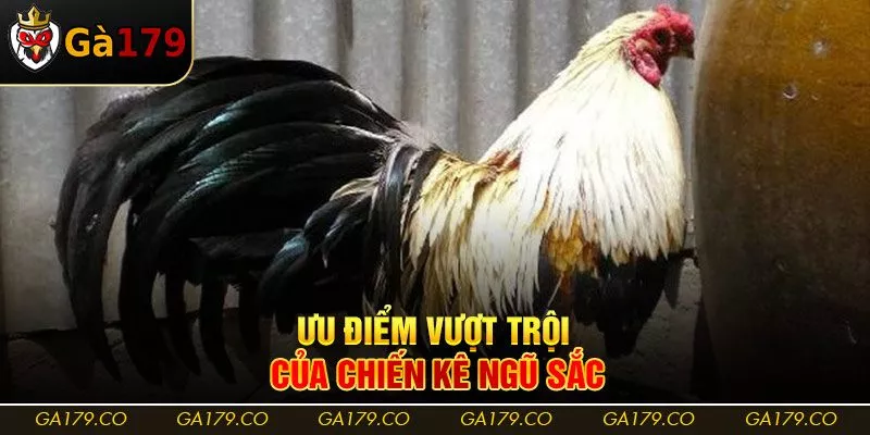 Ưu điểm vượt trội của chiến kê ngũ sắc