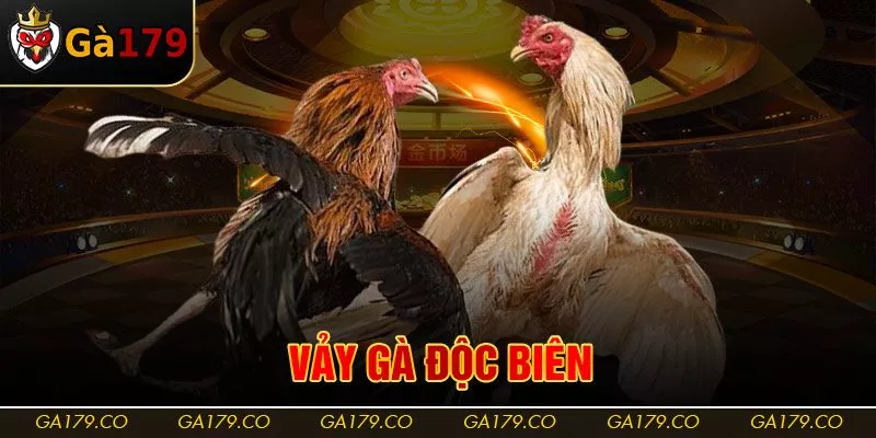Vảy Gà Độc Biên | Dấu Hiệu Của Chiến Kê Dũng Mãnh & Quý Hiếm
