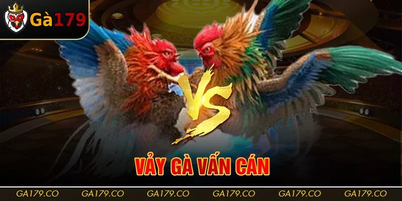 Vảy Gà Vấn Cán Tốt Hay Xấu? Cách Nhận Dạng Vảy Vấn Cán