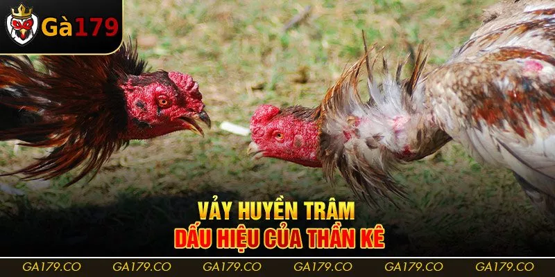 Vảy Huyền Trâm - Dấu hiệu của thần kê
