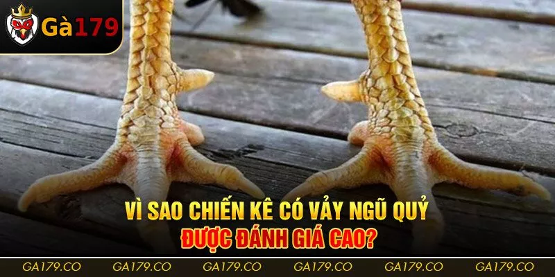 Vì sao chiến kê có vảy ngũ quỷ được đánh giá cao?