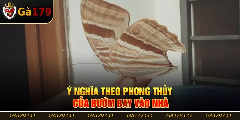 Ý nghĩa theo phong thủy của bướm bay vào nhà